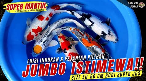 ISTIMEWA KOI JUMBO INDUKAN DAN PEJANTAN PILIHAN SIZE 50 60 CM BODI