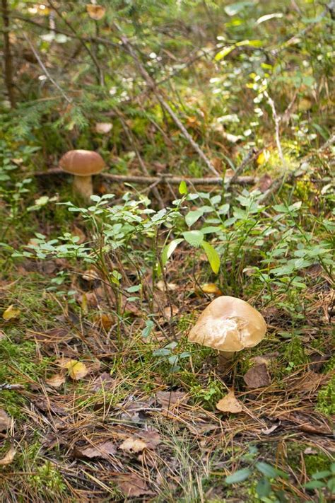 Beautiful Raw Edible Mushroom in Isolated on White Stock Photo - Image ...