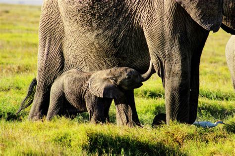 The Elephants of Amboseli