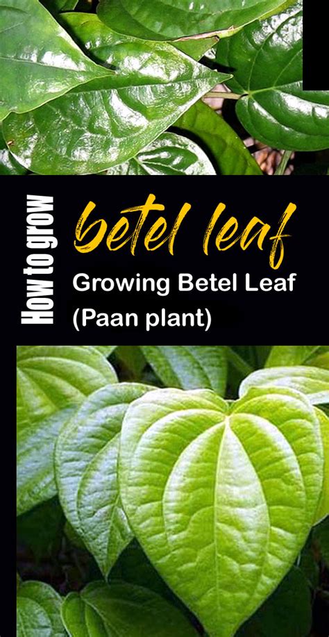 How To Grow Betel Leaf Plant Growing Betel Leaf Paan Naturebring