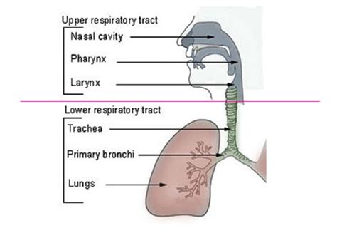 Patho Exam 3 Pulmonary Phys Patho Cardio Phys Patho Flashcards Quizlet