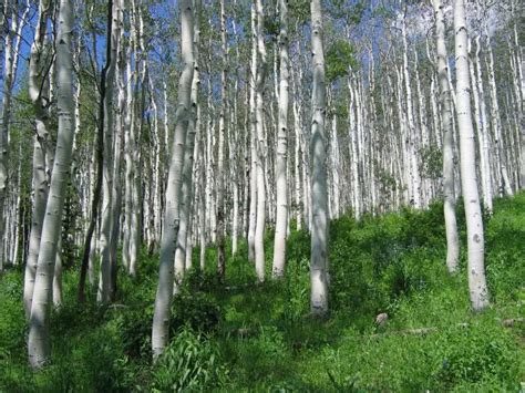 Víte, co je xylitol? - ČeskoZdravě.cz