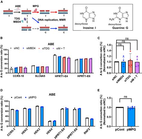 High Expression Of Uracil DNA Glycosylase Determines C To T