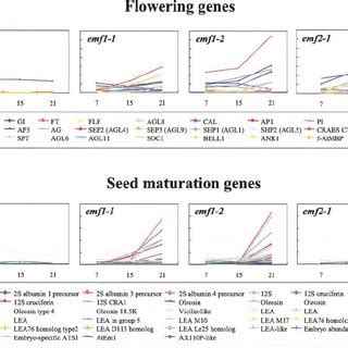 Expression Levels Of Flowering Genes Upregulated Or Downregulated In