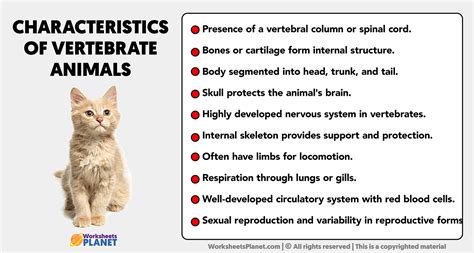 Chracteristics of Vertebrate Animals