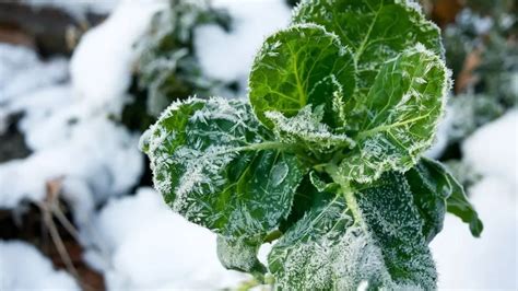 Pasos Para Preparar Su Granja Para Las Heladas Invernales Casas