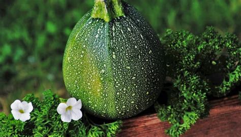 Cómo plantar un calabacín Guía práctica Bellota Digital