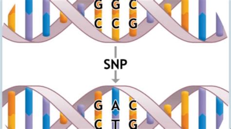 SNP Genetic Testing