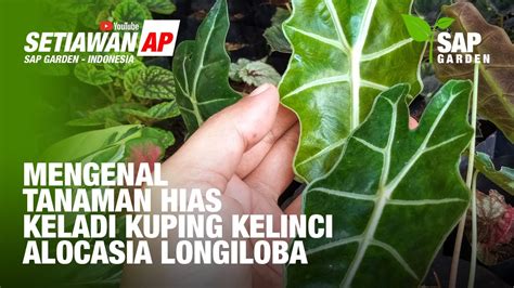 Mengenal Tanaman Hias Keladi Kuping Kelinci Atau Alocasia Longiloba