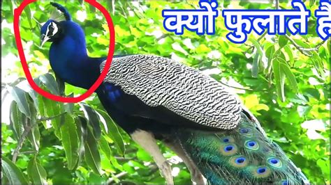 Peacock Ke Pankh Kitne Prakar Ke Hote Hain Mor Ki Gardan Kyon Mudi