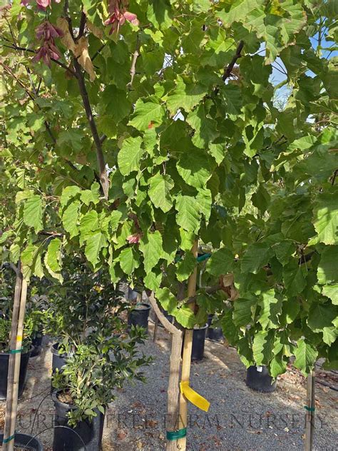 Acer Tataricum Hot Wings MULTI Urban Tree Farm Nursery