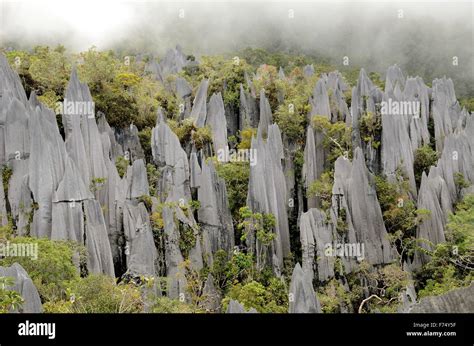 Pinnacles In Gunung Mulu National Park Of Borneo Stock Photo Alamy