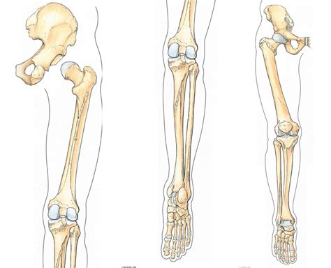 GENERAL ANTERIOR OSTEOLOGY OF PELVIS FEMUR AND SHIN Diagram Quizlet