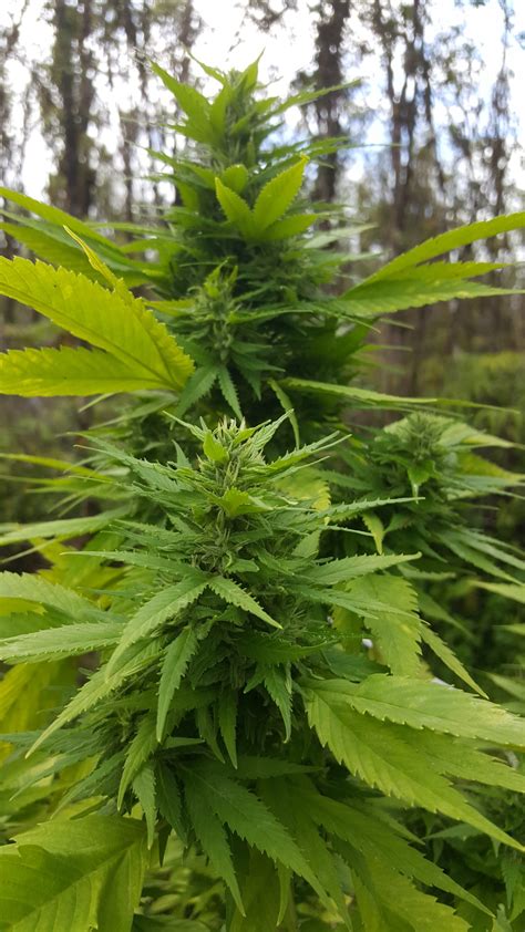 Update on Dragon's Web First Full Season - Treehouse Farm