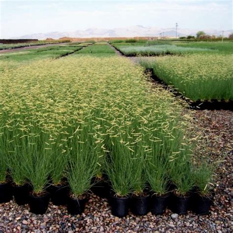 Mosquito Grass Blue Grama Seeds Bouteloua Gracilis Price €145