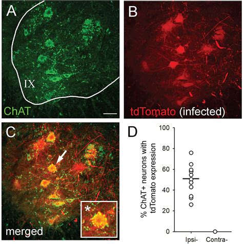 Intramuscular Injection Of AAV9CMVCre Leads To Expression Of TdTomato