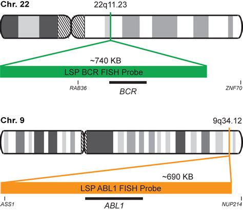 BCR-ABL 1 Fusion/Translocation FISH Probe Kit - 10 tests – Diagnostic ...