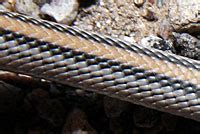 Big Bend Patch Nosed Snake Salvadora Hexalepis Deserticola