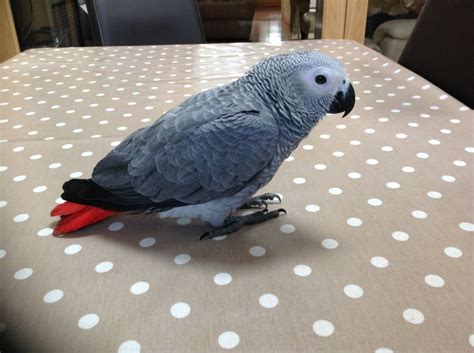 Baby African Grey Parrot Biological Science Picture Directory