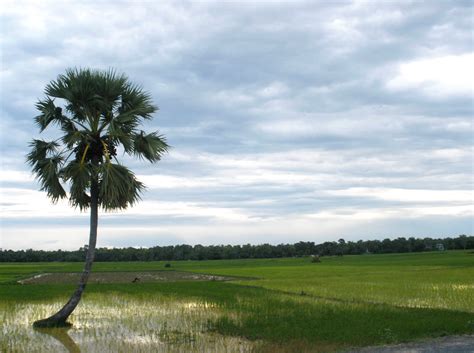 Rice fields in Cambodia - Make the most of your world.