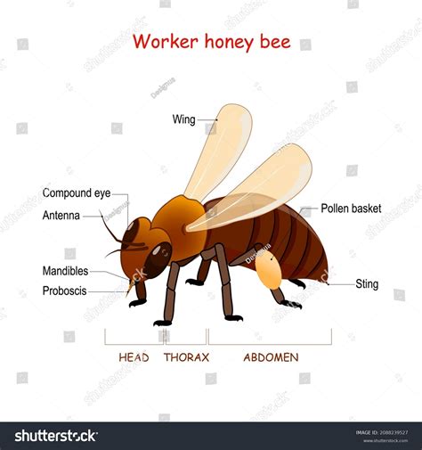 Anatomy Worker Honey Bee Closeup Bee Stock Vector (Royalty Free ...