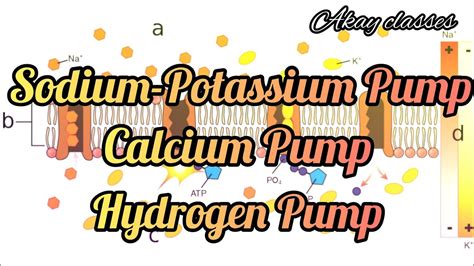 Active Transport Sodium Potassium Pump Calcium Pump Hydrogen Pump