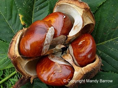 Conkers - How to play this Traditional Game