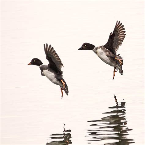 Duck Ballet Photograph by Peggy Collins - Fine Art America