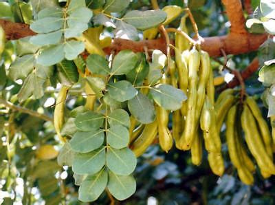 Carob Tree, Ceratonia siliqua, Tree Seeds (Edible, Evergreen) | eBay