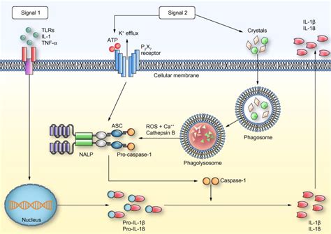 Mechanisms Of Inflammasome Activation Two Types Of Signals Are