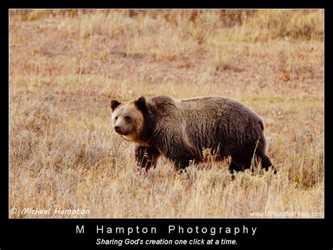 Bears! Oh My! – M Hampton Photography