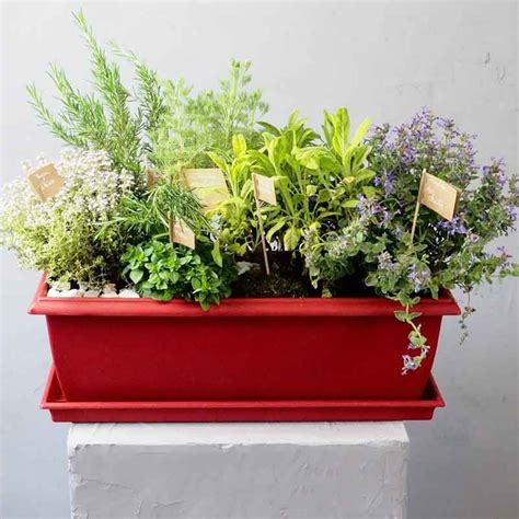 Jardini Re De Plantes Aromatiques