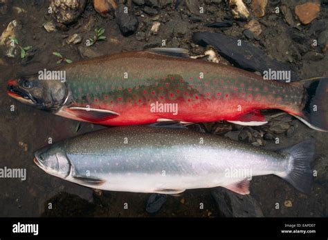 Comparison Shot Of Dolly Varden Both Spawning Colors And Fresh From Sea