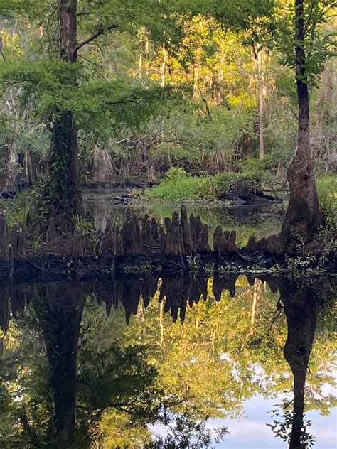 Cypress Tree Swamp Leaves