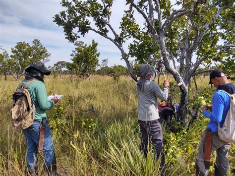 Cerrado Tem Pesquisa Pioneira Sobre O Estoque De Carbono Em Terras