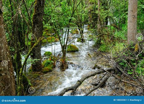 A Brook Through Forest Stock Image Image Of Travel Forests 10033361