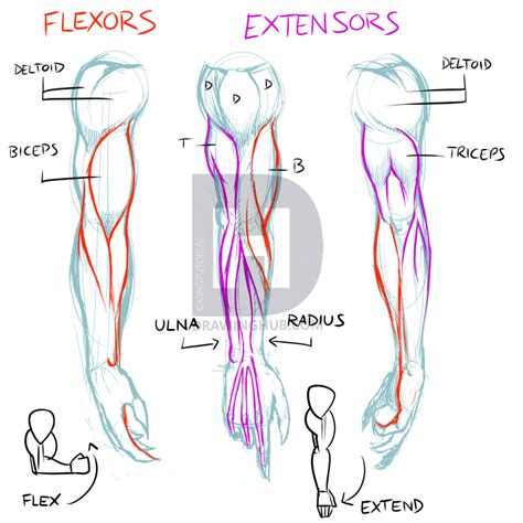 Learn To Draw Manga Anatomy Fundamentals Simplified Manga Style Anatomy