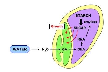 proses perkecambahan  tipe perkecambahan biji utakatikotakcom