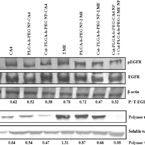 A Maldi Tof Ms Showing The Mass Spectra Of Plga B Peg Np Cetuximab