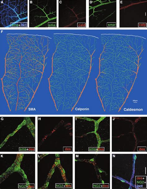 Mural Cell Phenotypes And Marker Expression In Adult Rat Retina Adult