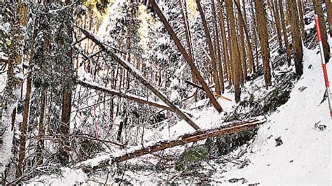 倒木被害防止へ 事前伐採を推進 鳥取県、大雪孤立を受け 山陰中央新報デジタル