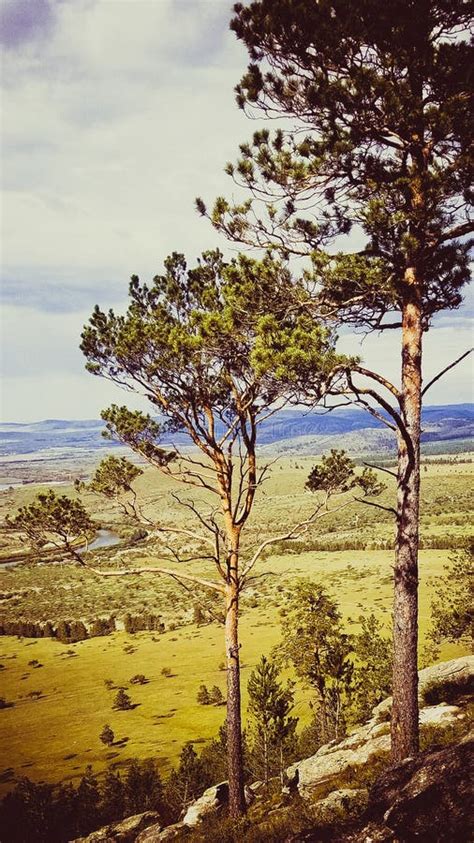 Mongolia stock image. Image of trees, green, mongolia - 162279219