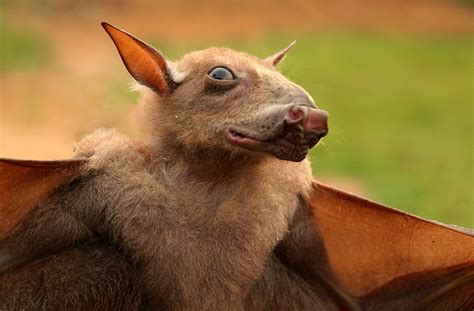 Morcego Cabeca De Martelo - Morcego Martelo: Características, Fotos E Nome Cientifico – Mundo Ecologia