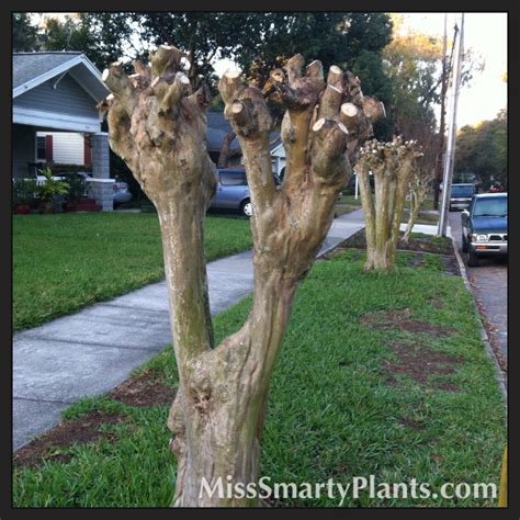 Pruning Crape Myrtles | Miss Smarty Plants