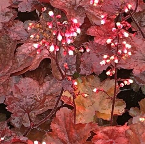 Heuchera Rex Red Kwekerij Margriet