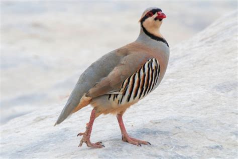 Chukar Cedar Hill Game Farm