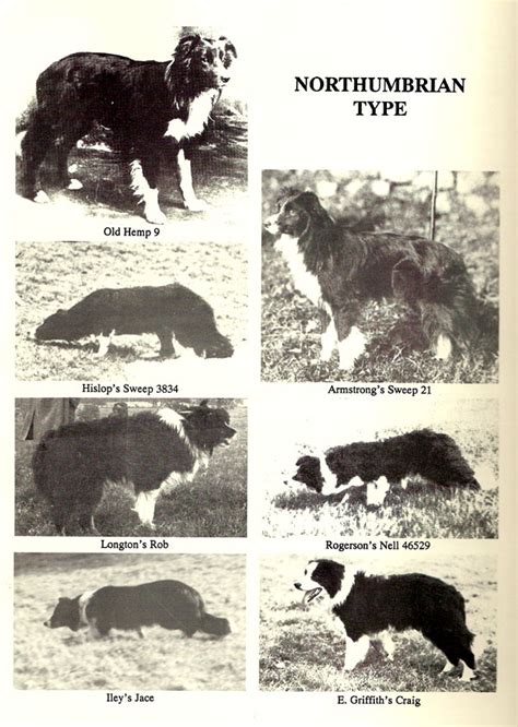 Border Collie History