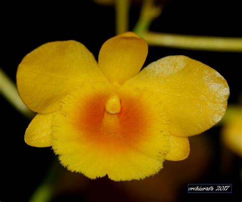 Dendrobium Chrysotoxum Orchid Photo Gallery