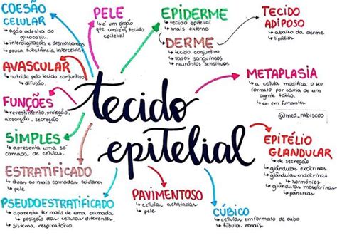 Tecido Epitelial Mapa Mental Biologia