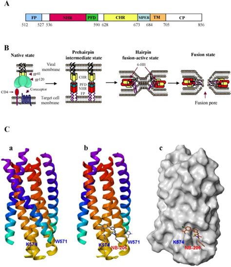 Model Of HIV 1 Gp41 Mediated Membrane Fusion And Interaction Of The